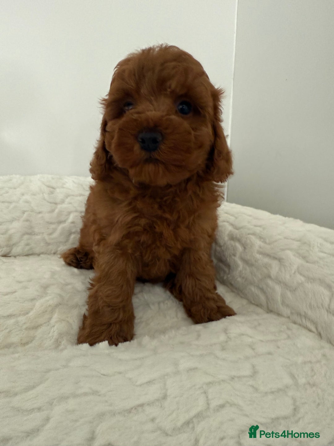 Cavapoo dogs for sale: 7 perfect f1b cavapoo’s. Fully dna & health clear. - Image 17