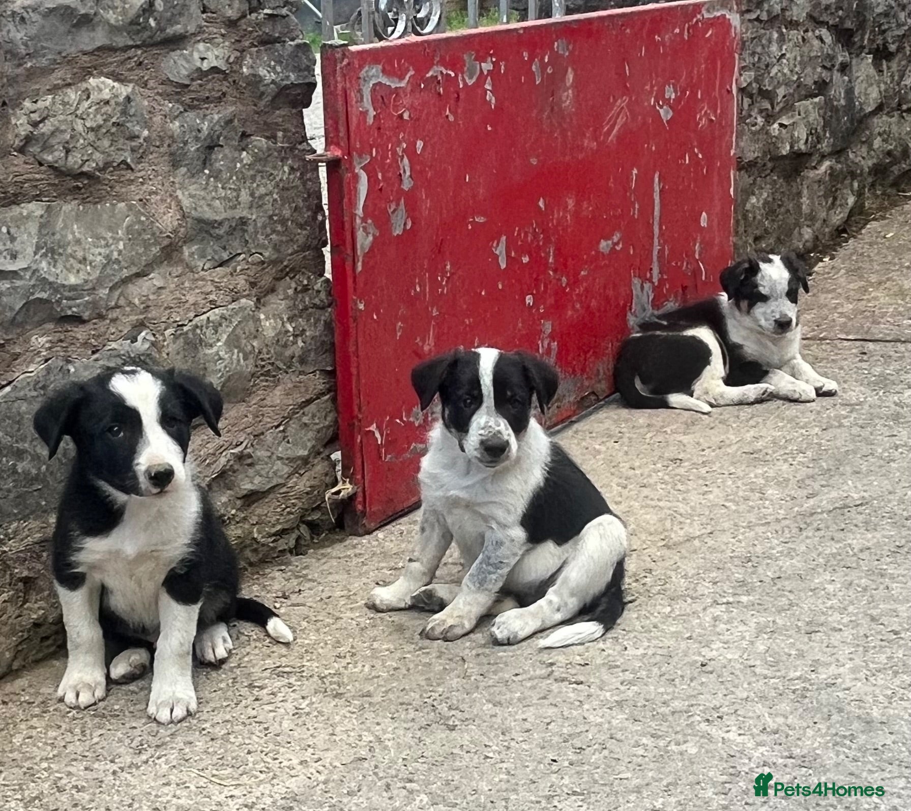 Border Collie dogs 5 Border Collie Puppies for sale - Advert 7