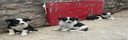 Border Collie dogs for sale: 5 Border Collie Puppies for sale in Ruthin - Advert 1