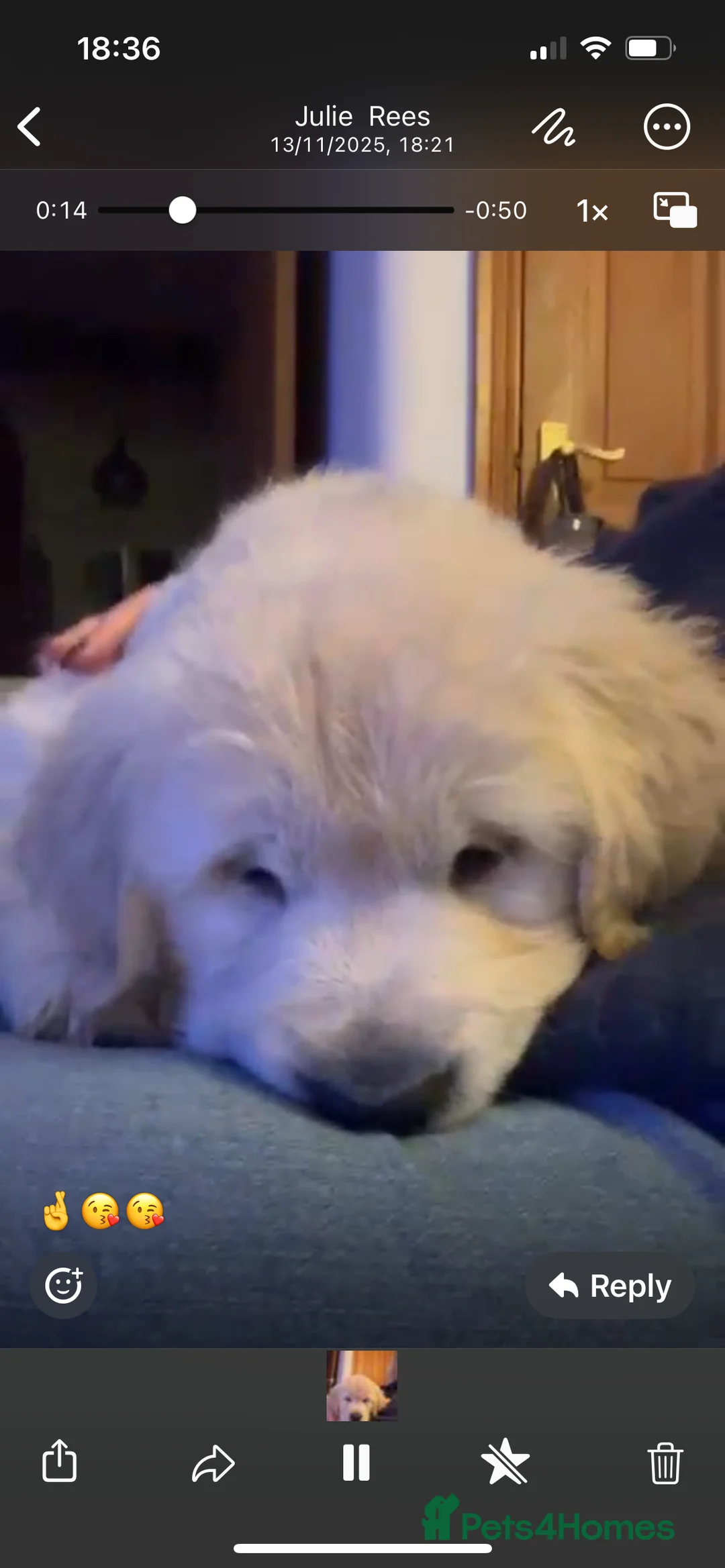 Golden Retriever dogs for sale: 15 weeks old Golden Retriever  - Advert 4