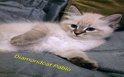 Siberian cats for sale: Champion blood, 5 Gen pedigree, loving kittens - Image 12