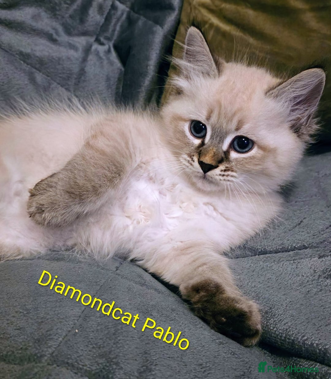 Siberian cats for sale: Champion blood, 5 Gen pedigree, loving kittens - Image 12