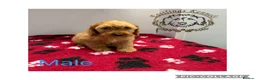 Cockapoo dogs for sale: F1 miniature cockapoos  - Advert 3
