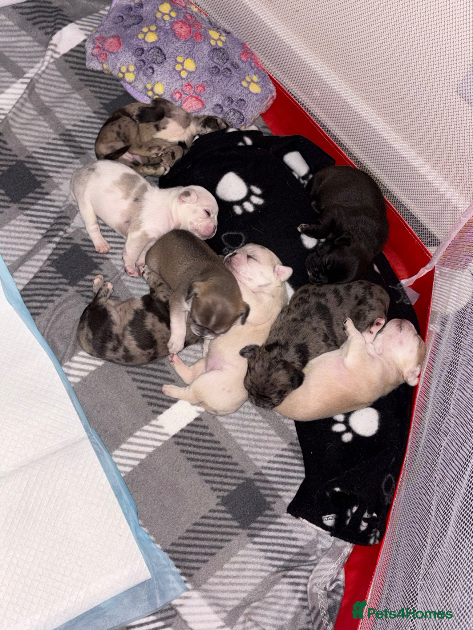 Frug dogs 🐶 Pug/French bulldog puppies 🐶 Rare markings - Advert 17