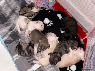 Frug dogs 🐶 Pug/French bulldog puppies 🐶 Rare markings - Advert 17