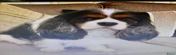 Cavalier King Charles Spaniel dogs for sale: Stunning puppies  in Oldham - Advert 3
