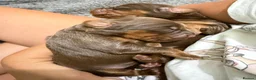 Sprocker dogs for sale: Beautiful Sprocker puppies  - Advert 4