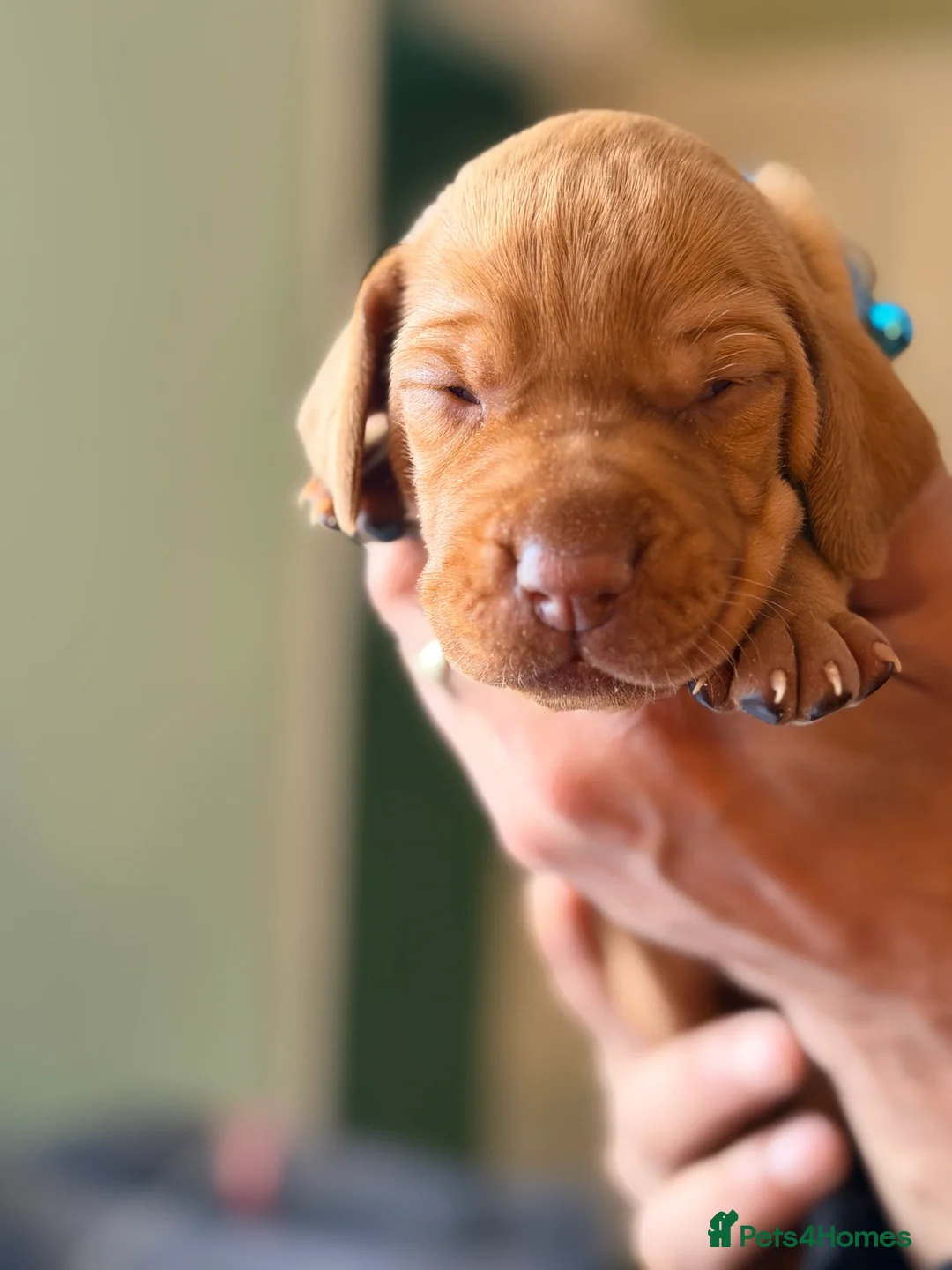 Hungarian Vizsla dogs for sale: The Golden-Hearted Guardians’ Litter 2026 - Advert 2
