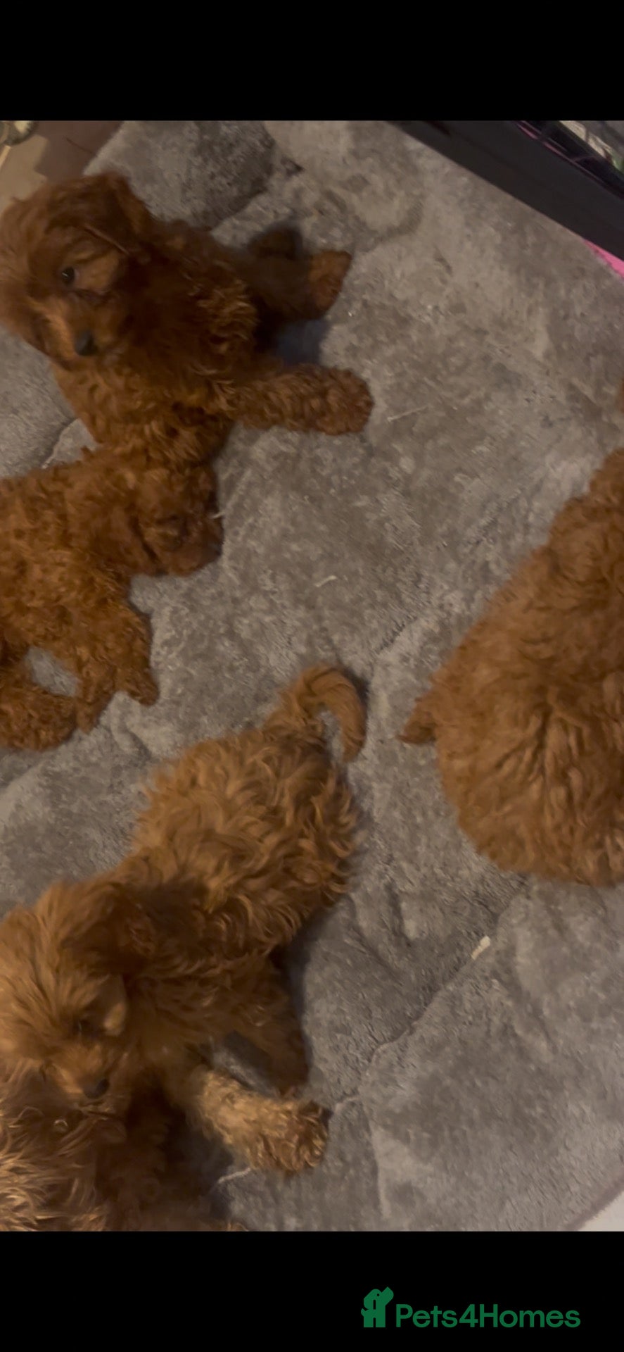 Cavapoo dogs HIGH QUALITY F1B deep red Cavapoos. READY TO LEAVE - Advert 2
