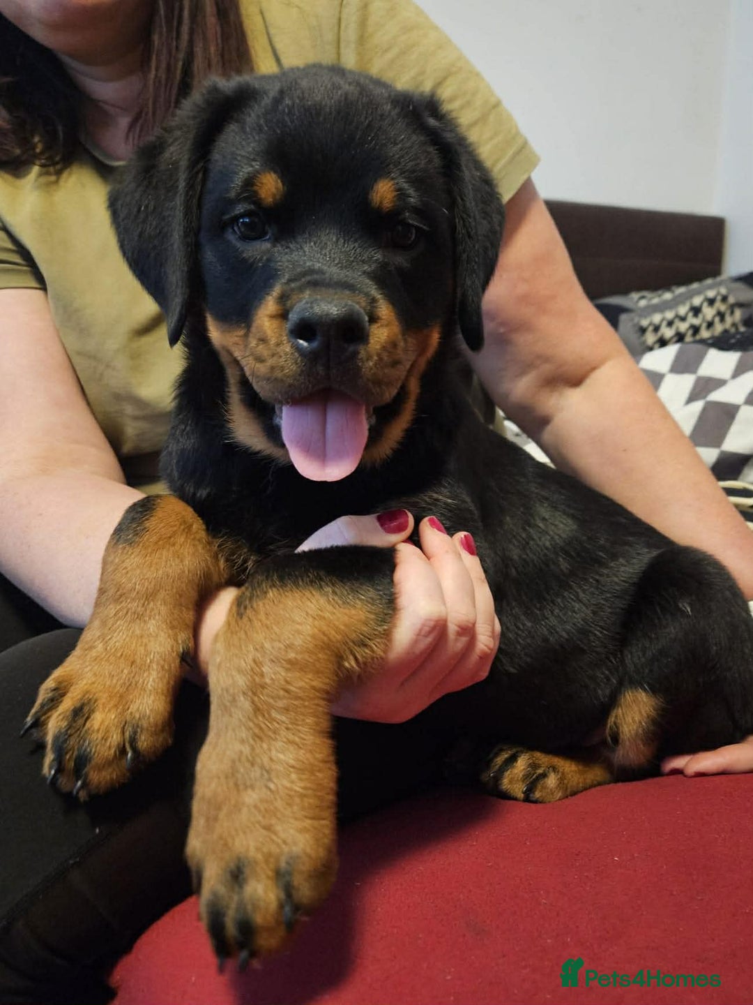 Rottweiler dogs for sale: 🥰 Beautiful Rottweiler Puppies 🐶  - Advert 8