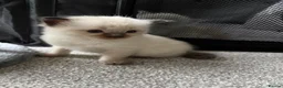 Ragdoll cats for sale: Ragdoll/Cherubim blue eyed kittens in Hinckley - Advert 3