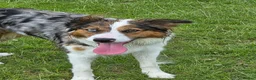 Border Terrier dogs for stud: Looking for a stud - Advert 4