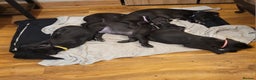 Great Dane dogs for sale: Only 2 beautiful Great Dane girls left. Ready now - Advert 20