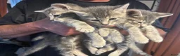Mixed Breed cats for sale: Russian Blue cross  - Advert 8