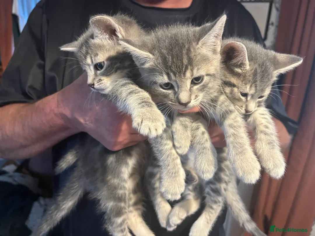 Mixed Breed cats for sale: Russian Blue cross  - Advert 8
