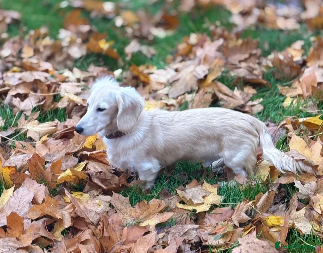 Miniature Dachshund dogs for stud: Cream long hair miniature dachshund stud - Advert 2