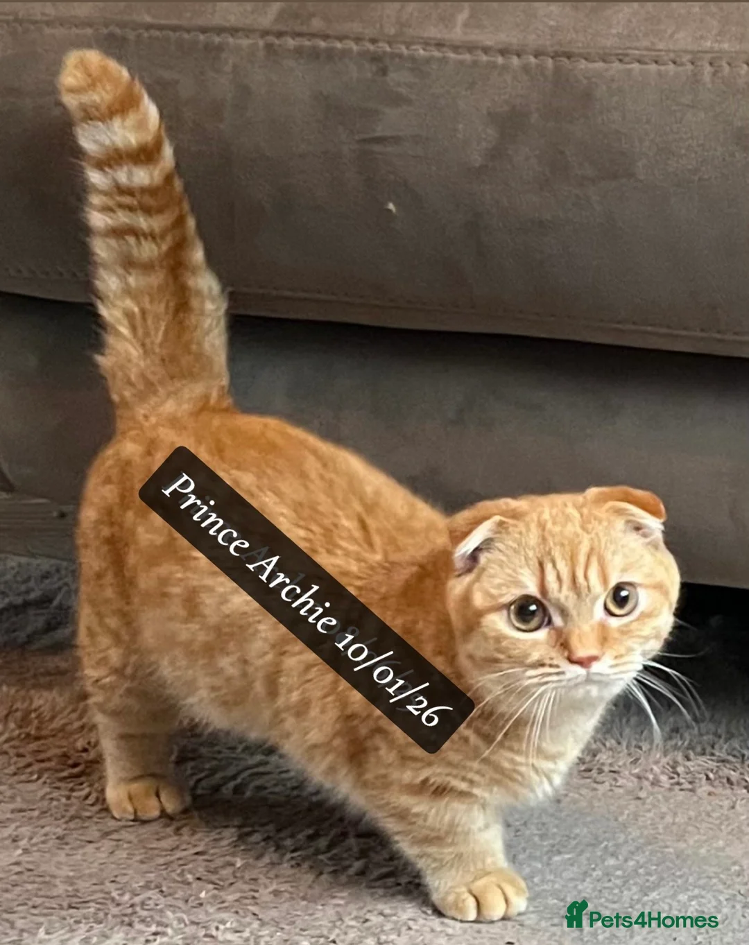 Munchkin cats for sale: Exceptional Quality & Rare Persian Napoleon Minuet - Advert 23