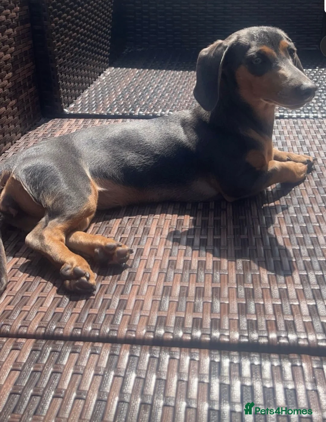 Miniature Dachshund dogs for sale: 6 Beautiful Mini Dachshund Boys! in Lanark - Advert 2