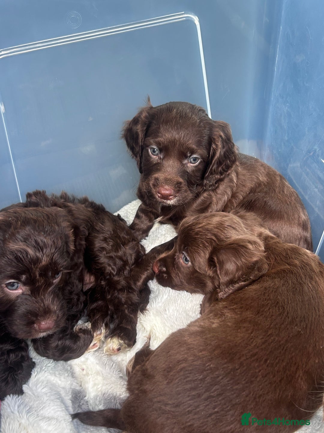 Cockapoo dogs for sale: beautiful toy cockapoo - Image 7