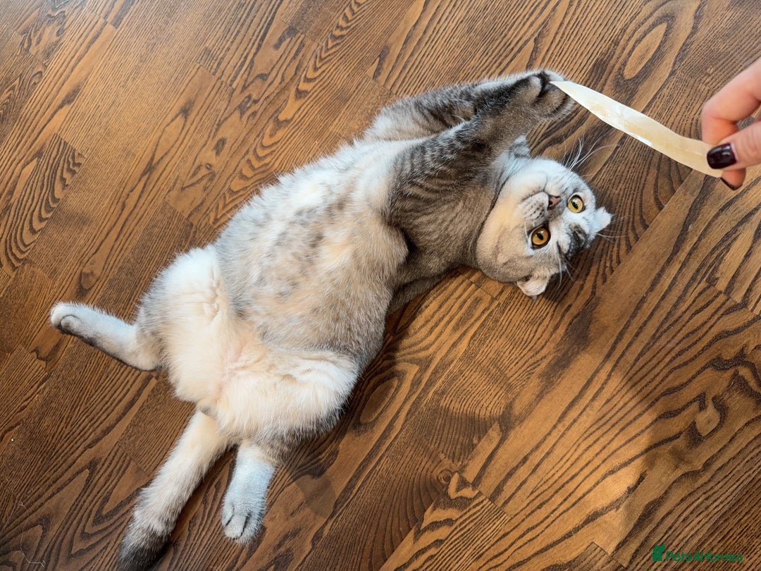 Scottish Fold cats for sale: Scottish fold boy for rehome 🙂 - Image 4