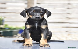 Mixed Breed dogs for sale: Unique hybrid dobermann puppies  - Image 4