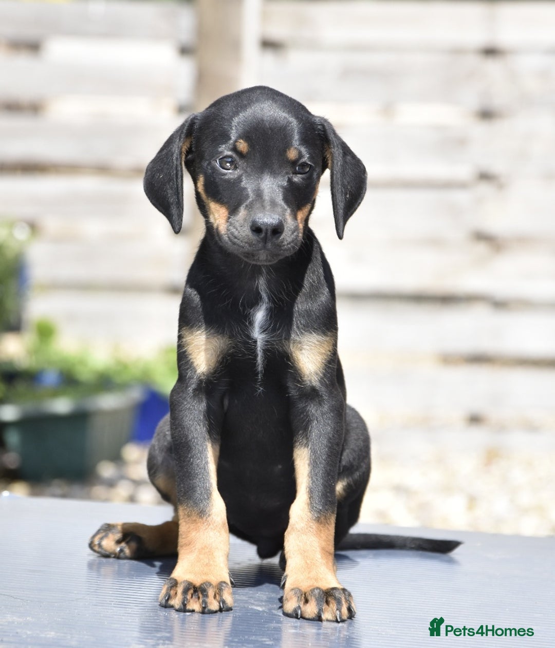 Mixed Breed dogs for sale: Unique hybrid dobermann puppies  - Image 4