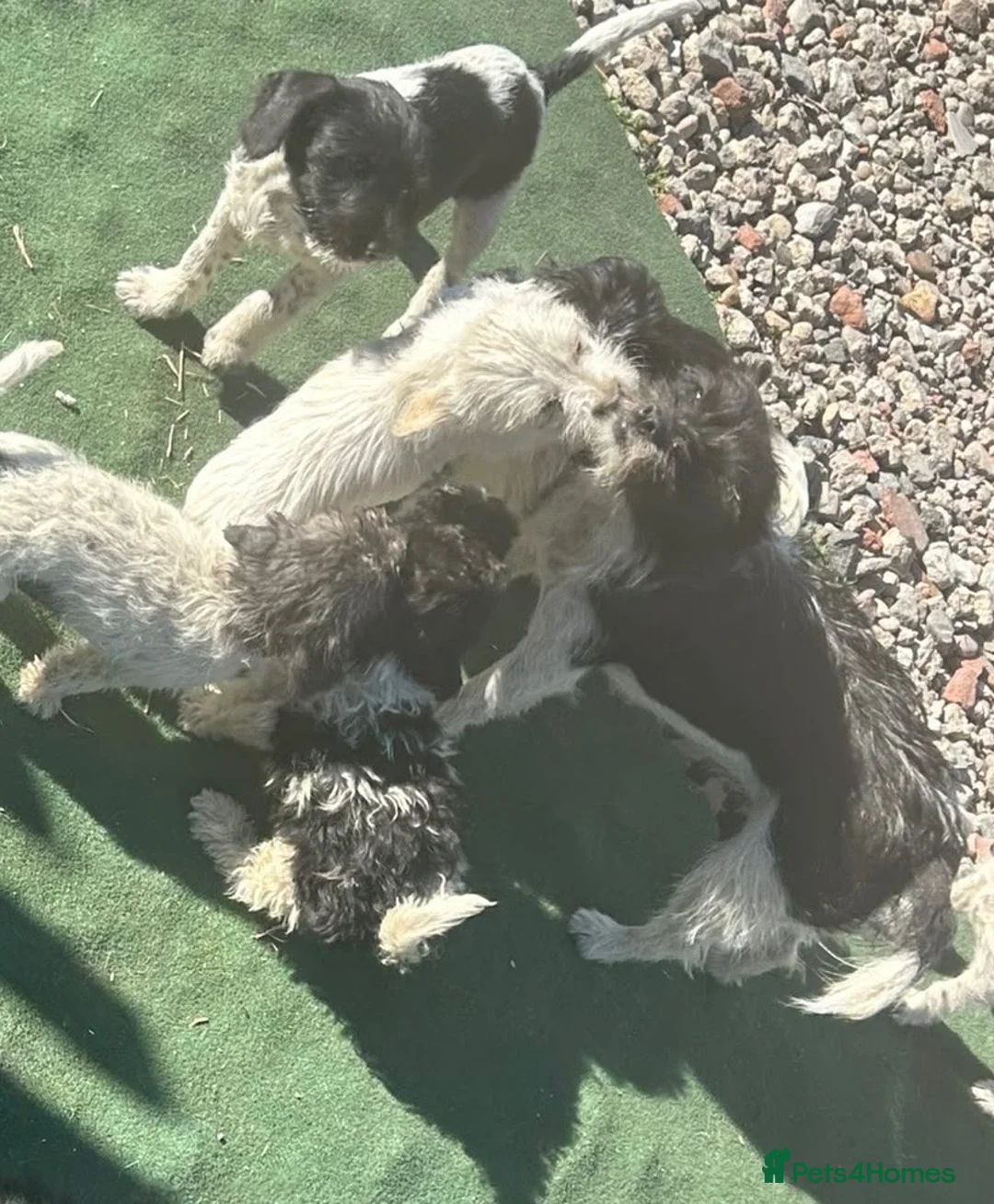 Mixed Breed dogs for sale: Stunning mixed litter of puppies  in Nottingham - Advert 14