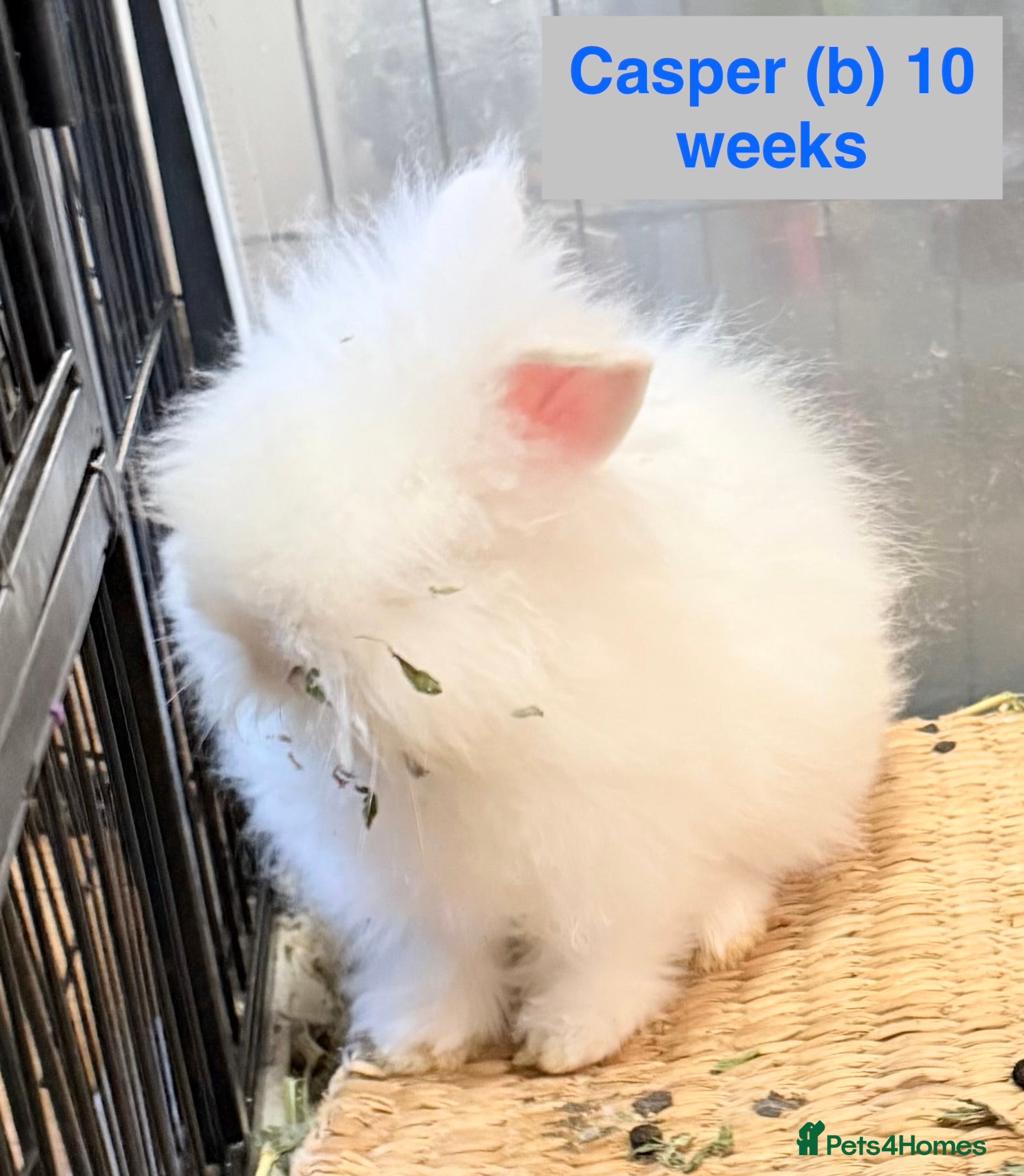 Lionhead rabbits Double Maned Lionheads - READY NOW  - Advert 3