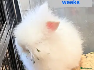 Lionhead rabbits Double Maned Lionheads - READY NOW - Advert 3