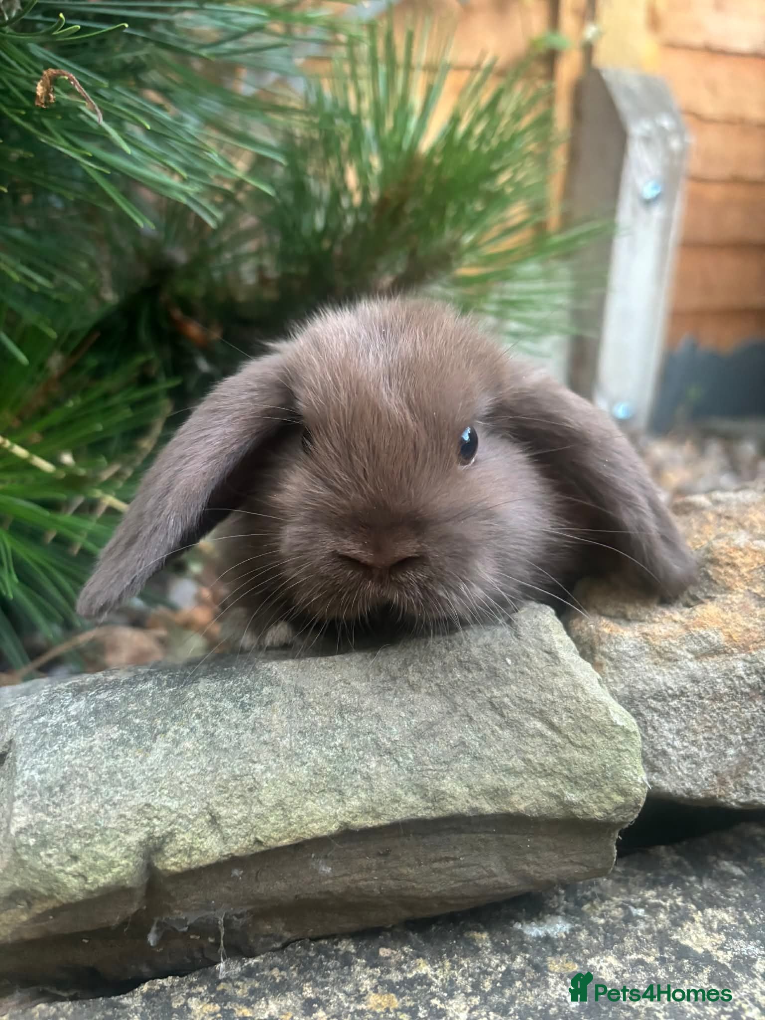Mixed Breed rabbits 4 mini lops 3 boys 1 girl - Advert 1
