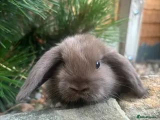Mixed Breed rabbits 4 mini lops 3 boys 1 girl - Advert 1