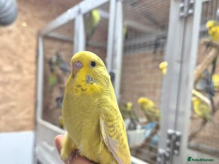 Budgerigars birds Baby cock tamed Diluted - Advert 2