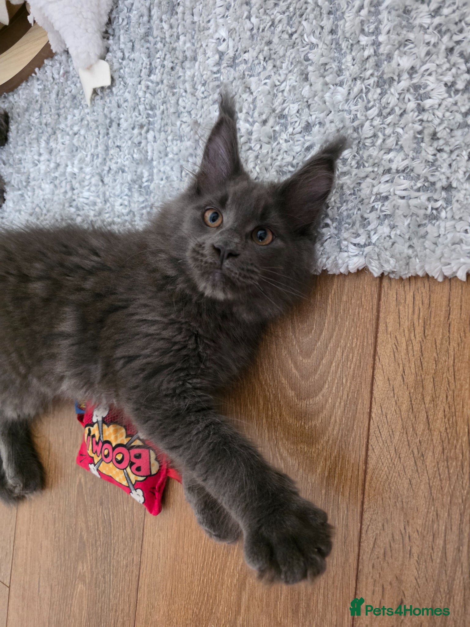 Maine Coon cats GCCF Gorgeous mainecoon kittens  - Advert 3