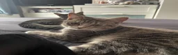 Siberian cats for sale: Siberian Girl needs a Home - Advert 7