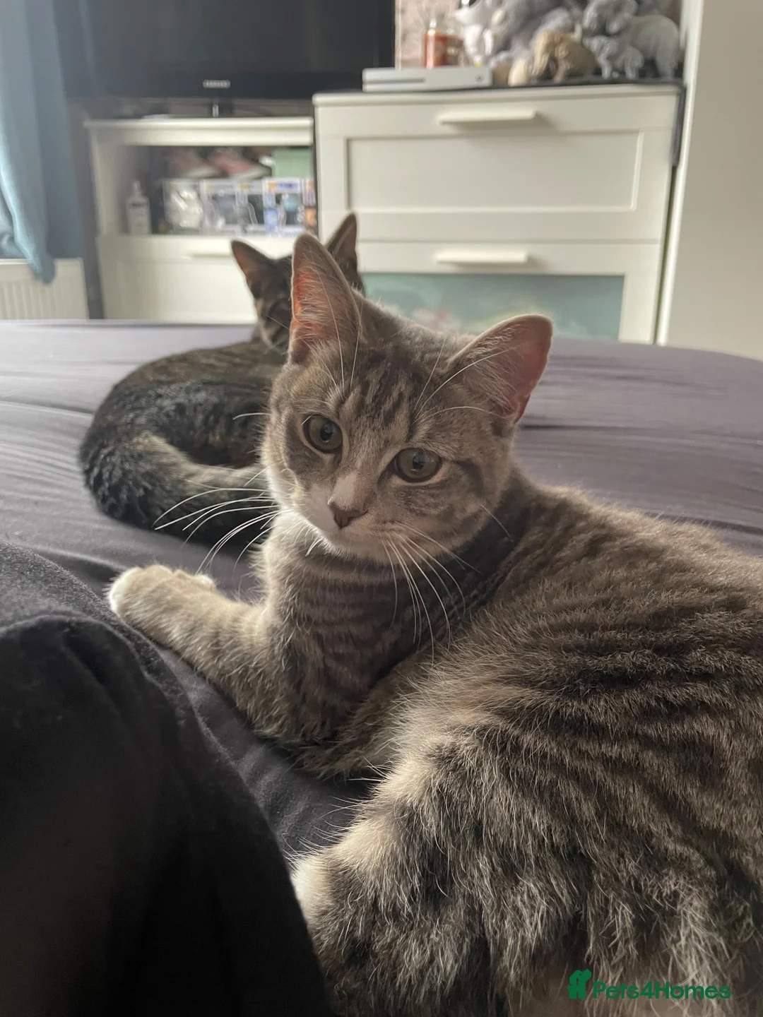 Siberian cats for sale: Siberian Girl needs a Home - Advert 7