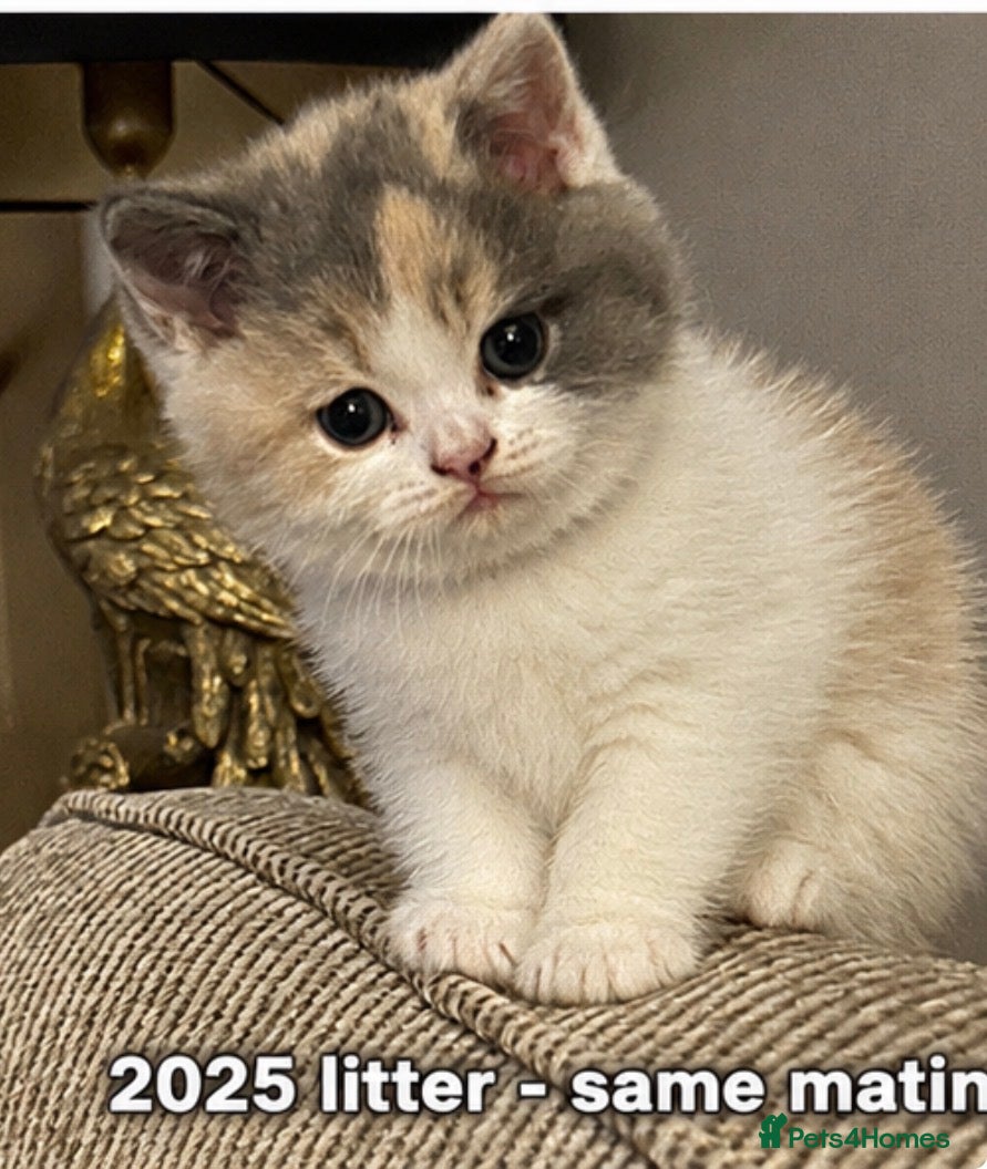 British Shorthair cats GCCF BSH Bilcolour/Tricolour chunky 🐱  - Advert 1