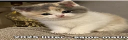 British Shorthair cats for sale: GCCF BSH Bilcolour/Tricolour chunky 🐱  - Advert 1