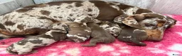 Miniature Dachshund dogs for sale: Miniature dachshund puppies - Advert 16