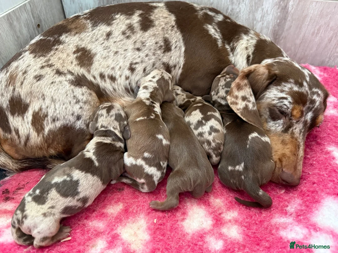 Miniature Dachshund dogs for sale: Miniature dachshund puppies - Advert 16