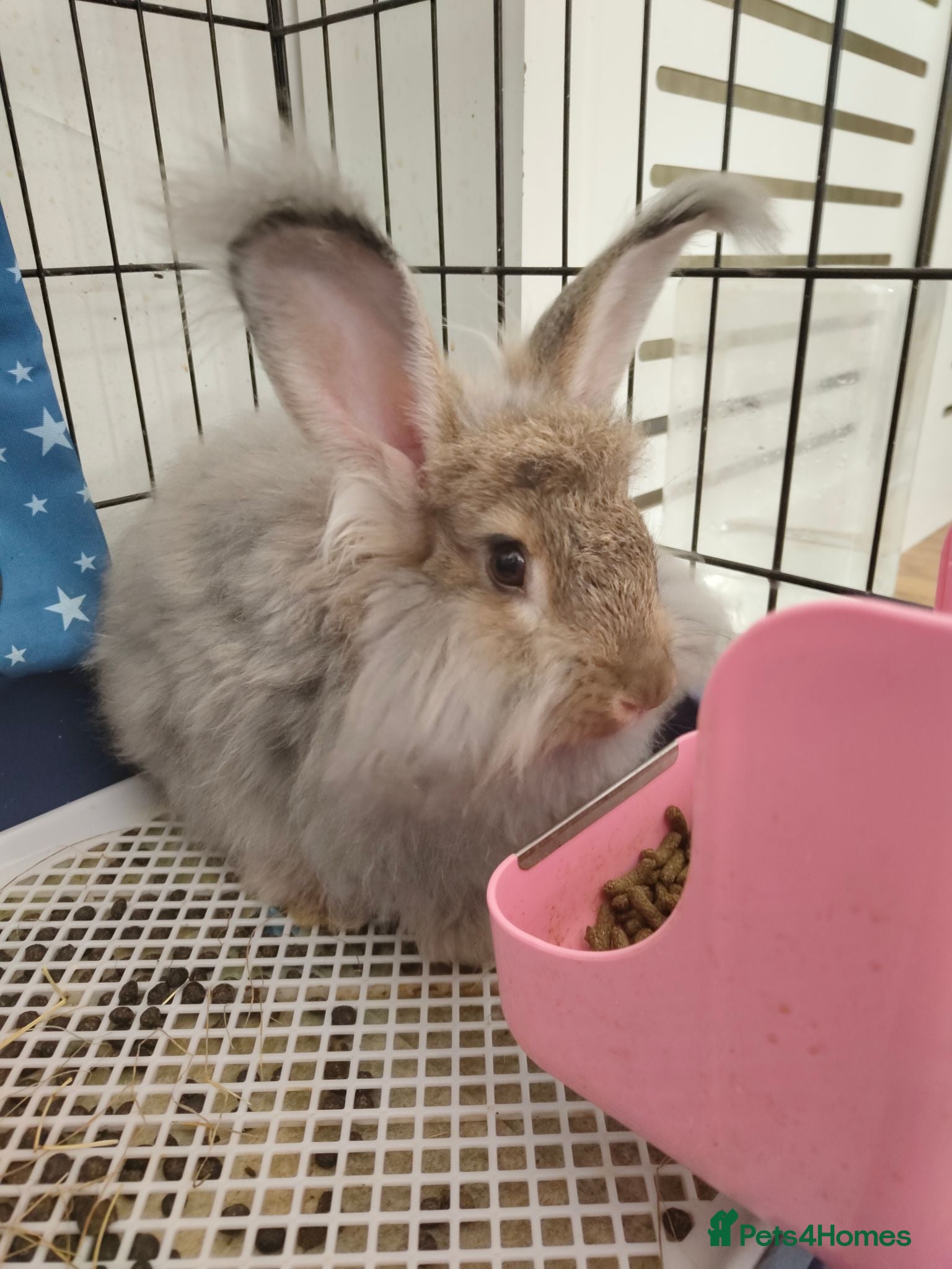 Angora rabbits 💜English Angora rabbits 💜 ! last boy ! - Advert 2