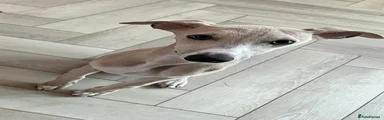 Whippet 2
