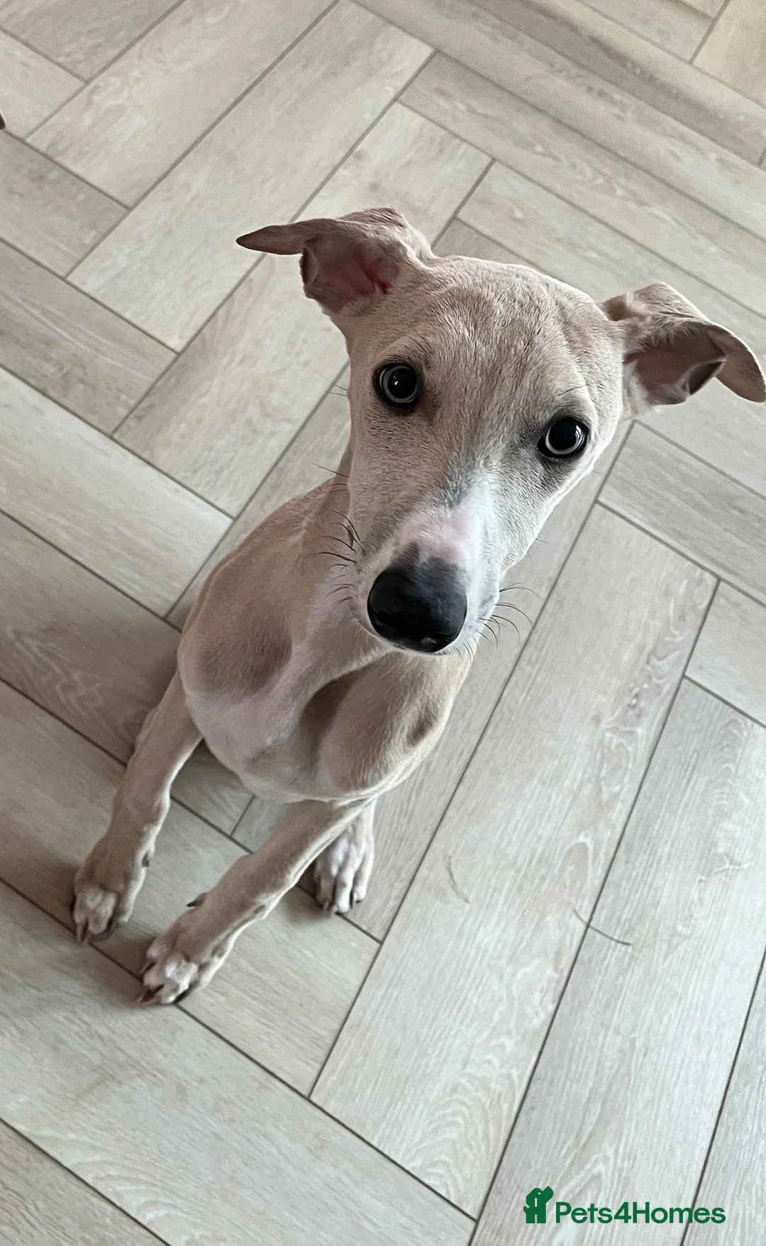 Whippet dogs for sale: Whippet Puppies in Redcar - Advert 4