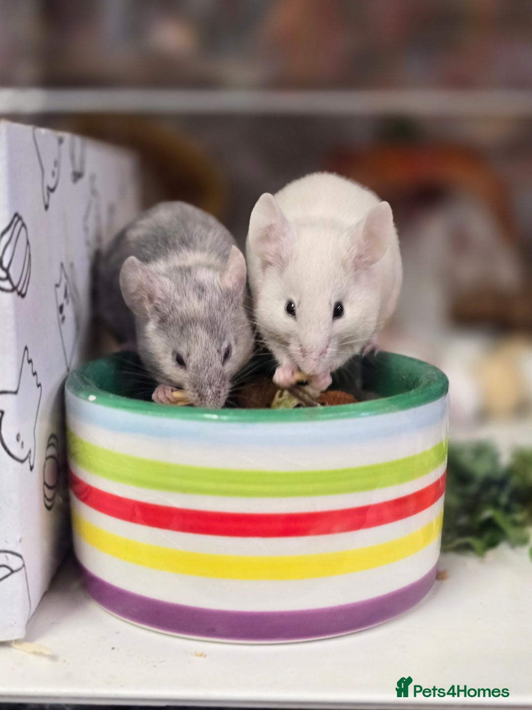 Mouse rodents for sale: Baby female mice available  - Advert 4