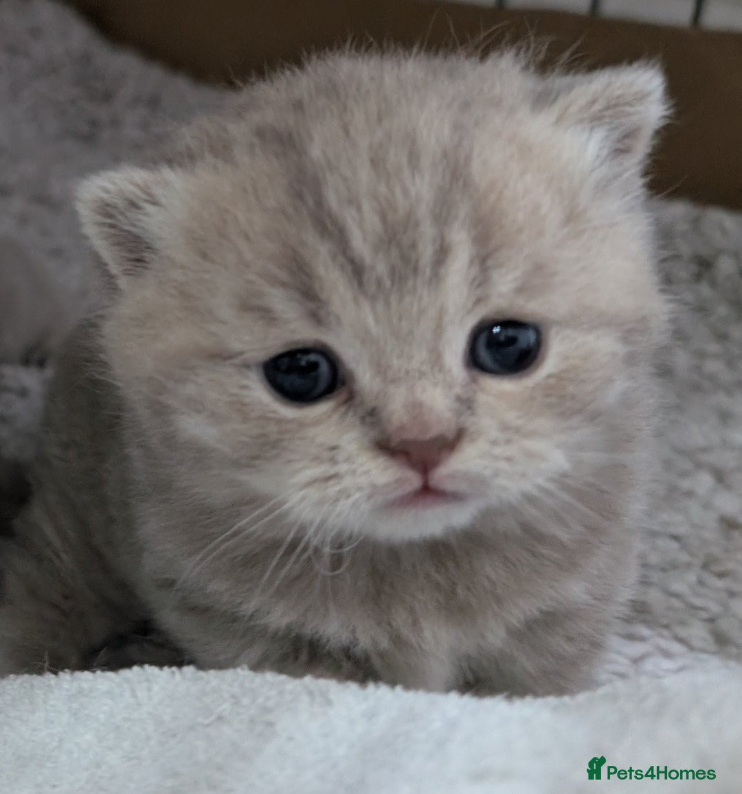 British Shorthair cats for sale: British Shorthair Kittens GCCF Pedigree Registered - Advert 8