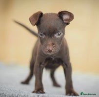 Patterdale Terrier dogs 5⭐️RATED LICENSED AND REGISTERED - Advert 4