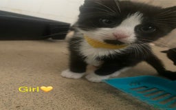 Mixed Breed cats for sale: 5 kittens for sale £20 each  - Image 2