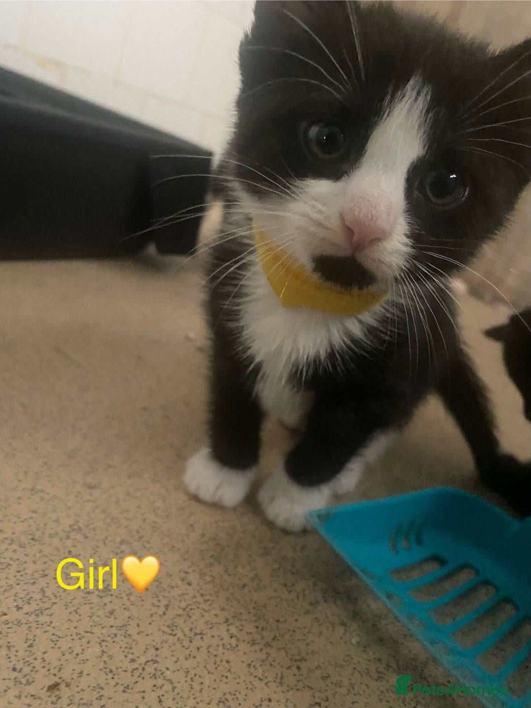 Mixed Breed cats for sale: 5 kittens for sale £20 each  - Image 2