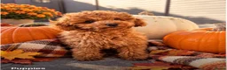 Cavapoo dogs for sale: 2 male puppies for their forever homes - Advert 2