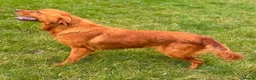 Golden Retriever dogs for sale: READY TO LEAVE 1 BOY Golden Retriever puppy - Advert 19