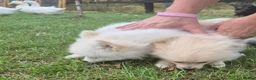 Pomchi dogs for sale: 3/4 Pomeranian (Pomchi's) - Advert 3